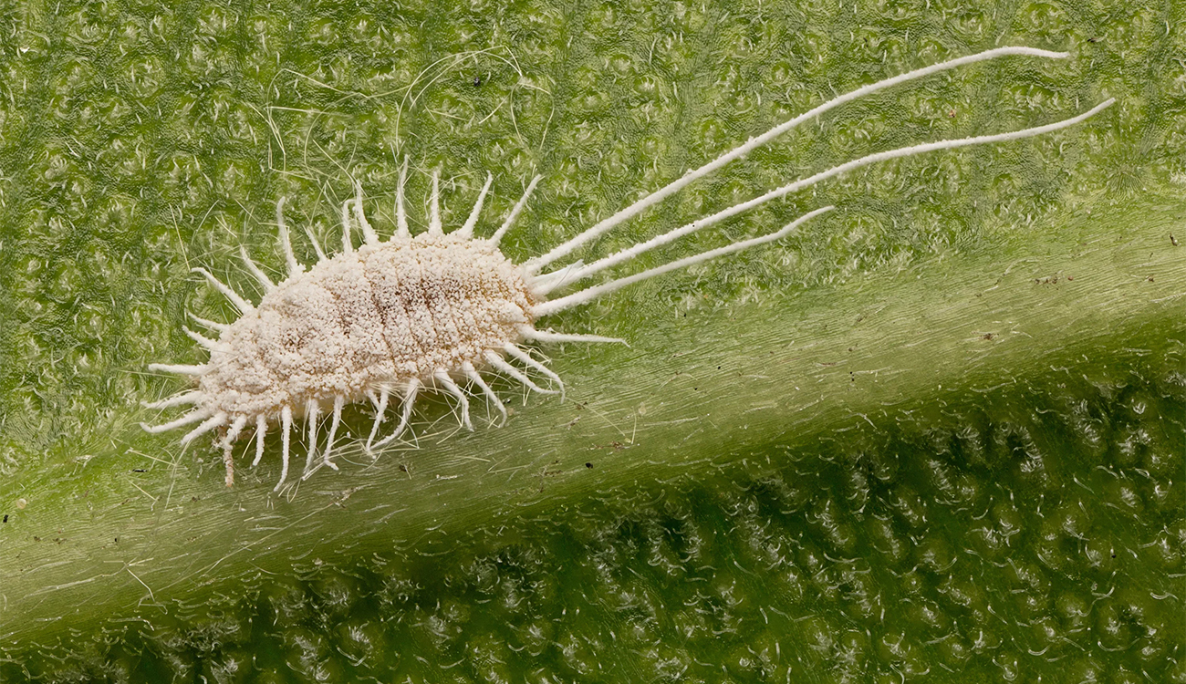 Kairouan en alerte : La cochenille menace les récoltes et le quotidien des habitants