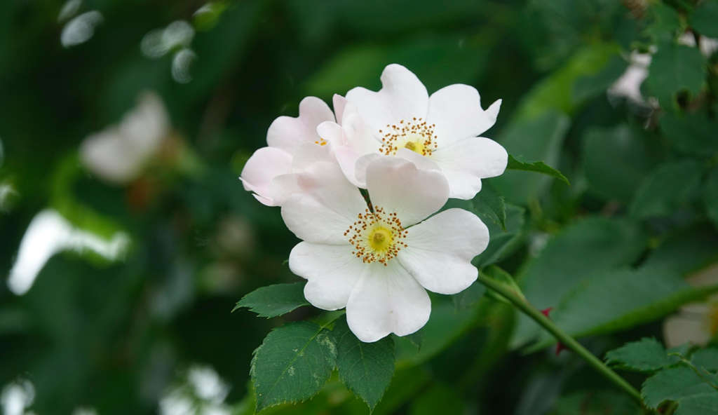 Zaghouan : la récolte de fleurs de « nesri » menacée de destruction
