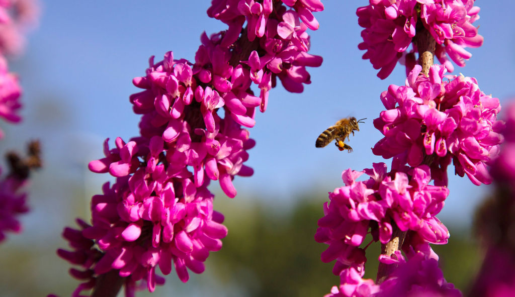 Températures en hausse : jusqu’à 33 °C localement