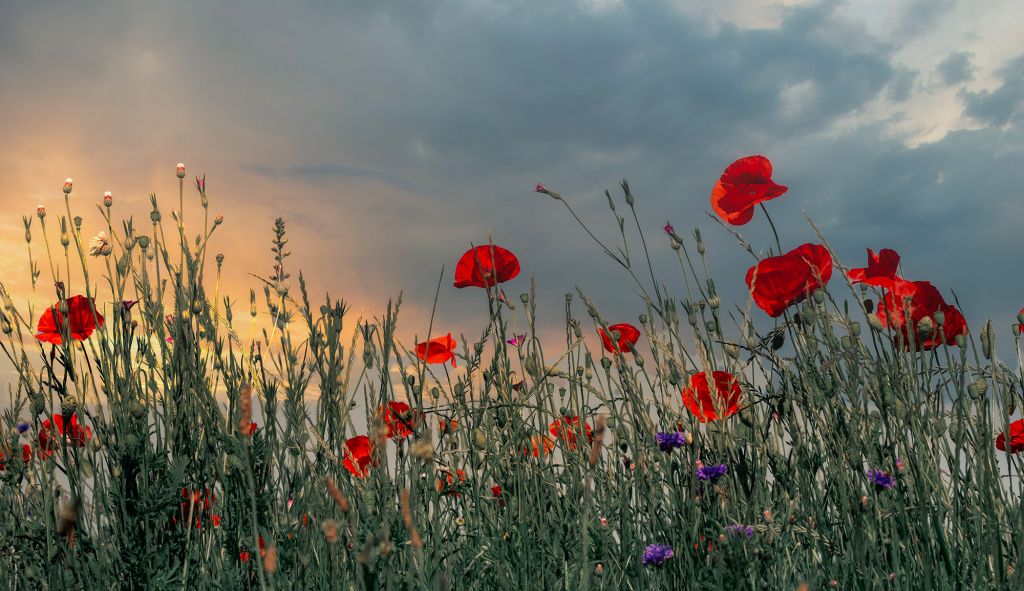 Météo : Averses isolées au nord et au centre et températures maximales entre 21 et 38 degrés