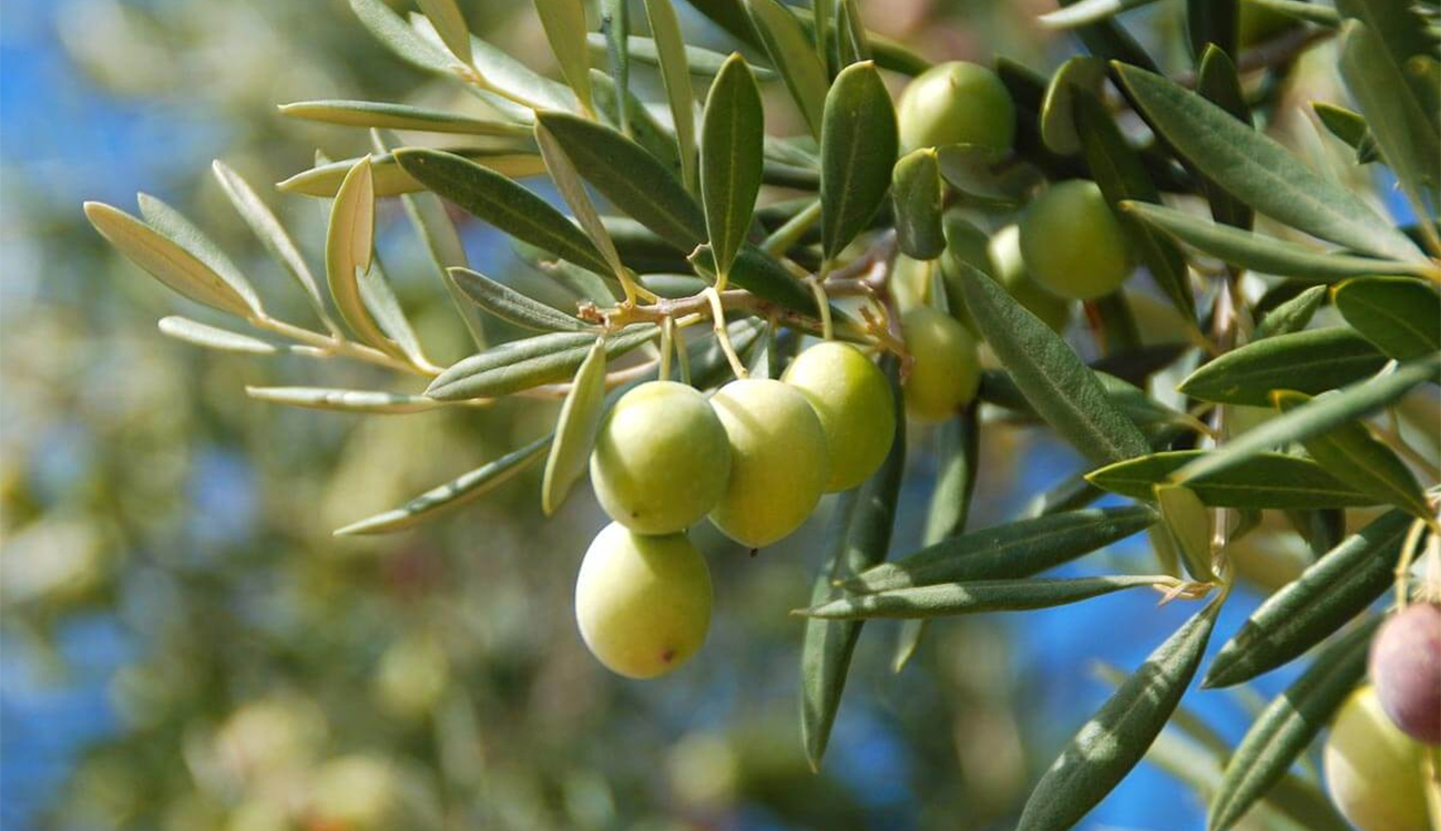 La Jordanie ouvre son marché à l’huile d’olive tunisienne pour...