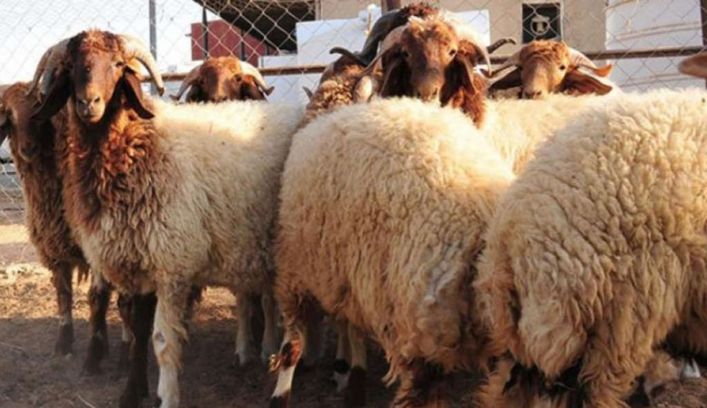Tunisie : La Société Ellouhoum annonce la fixation des prix des agneaux pour l’Aïd