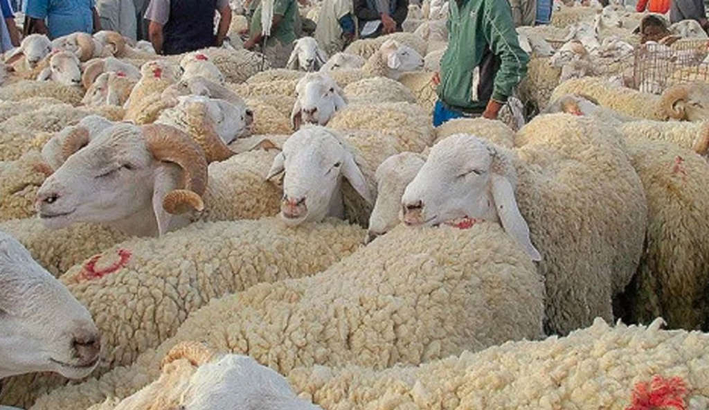À l’approche de l’Aïd al-Adha : un aliment d’engraissement à...