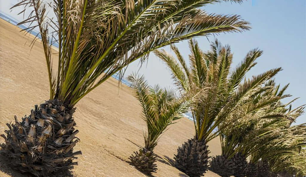 Kébili : Un sanctuaire biologique pour  les palmiers dattiers