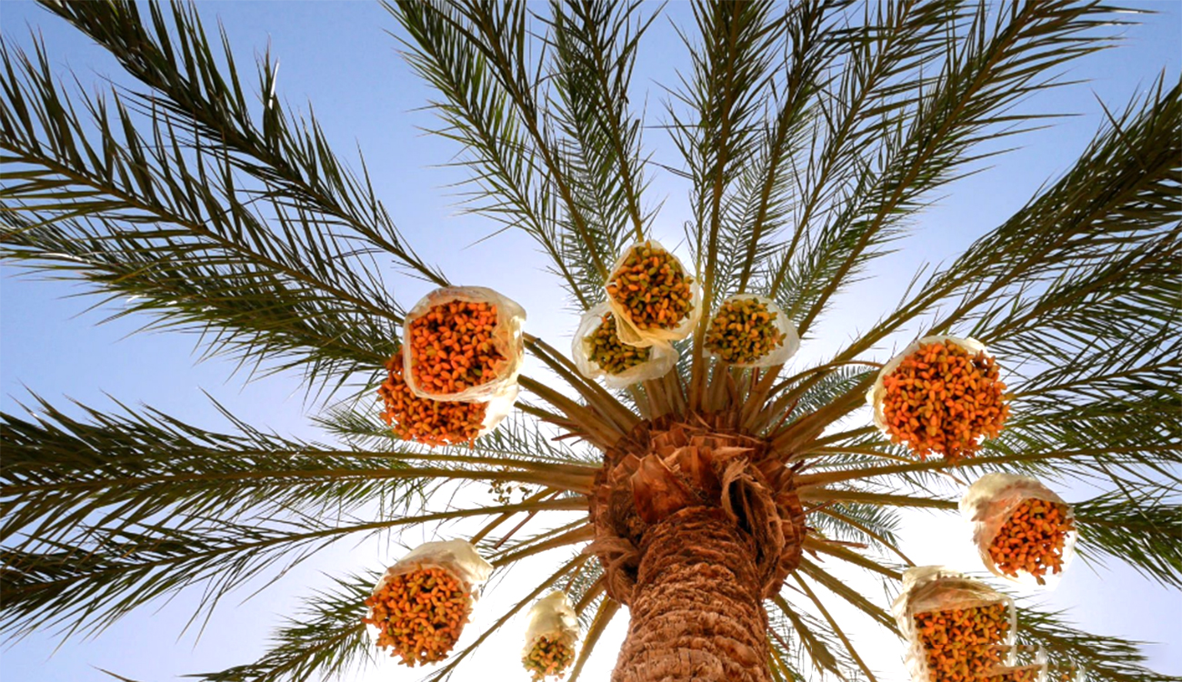 La Tunisie, leader mondial des exportations de dattes et deuxième exportateur d’olives