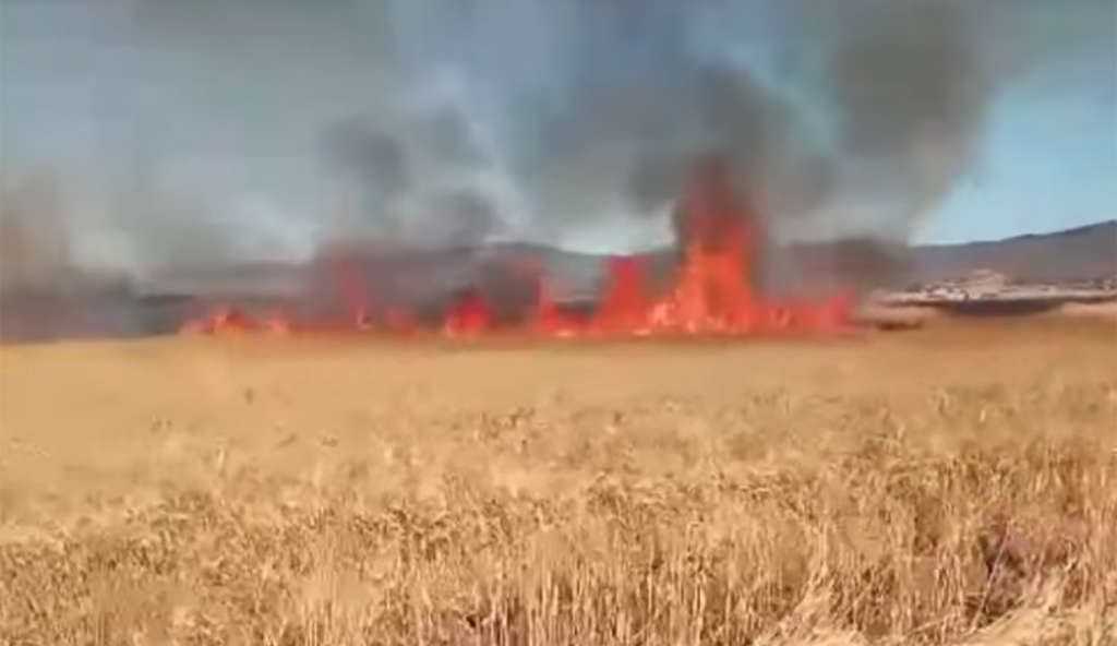Béja : un incendie détruit 3,5 hectares de blé dur...