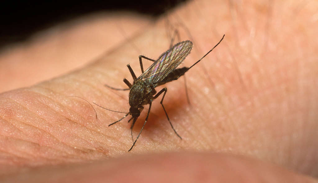 Alerte sanitaire à Métlaoui : Les moustiques prolifèrent, les habitants s’inquiètent