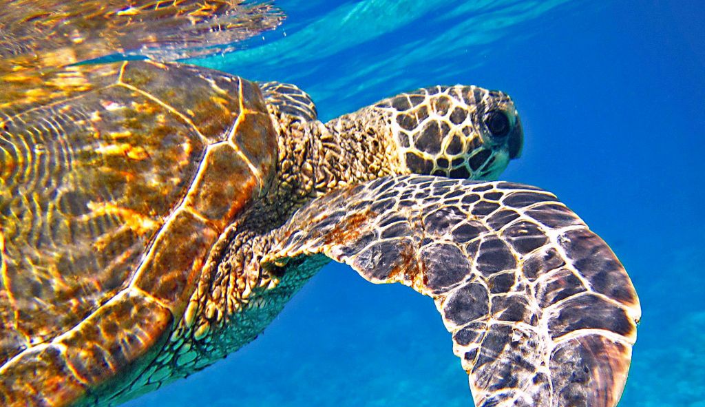 En Tunisie, les tortues marines menacées par la pollution et le commerce illégal