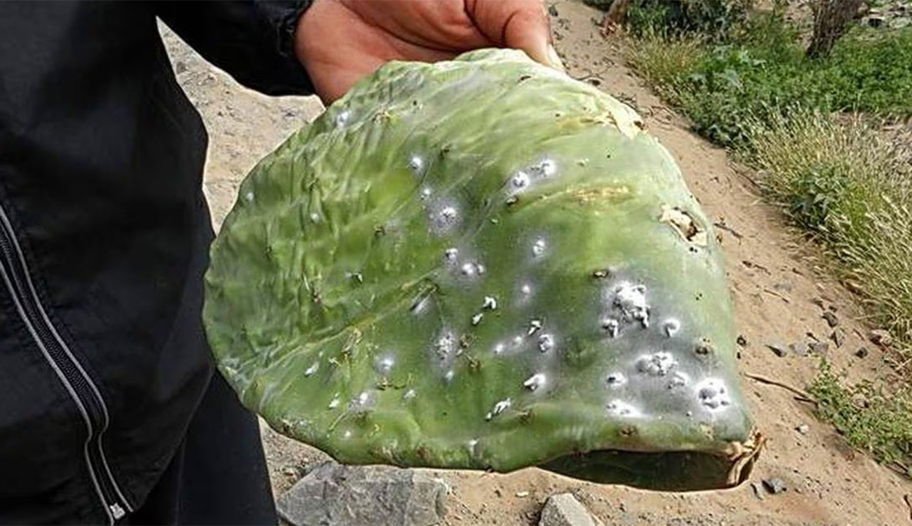 La cochenille : Un problème qui peut être résolu