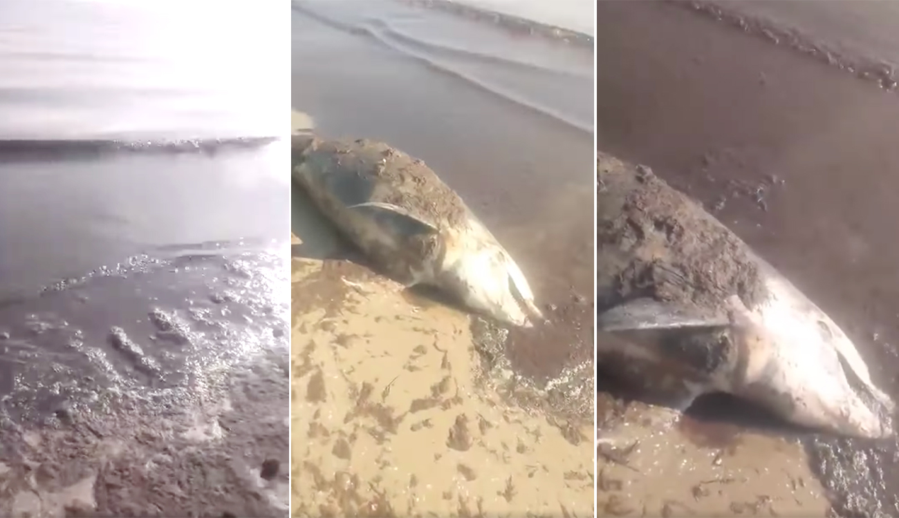 Hammam Lif : Un dauphin retrouvé mort et une mer brunâtre provoquent l’indignation