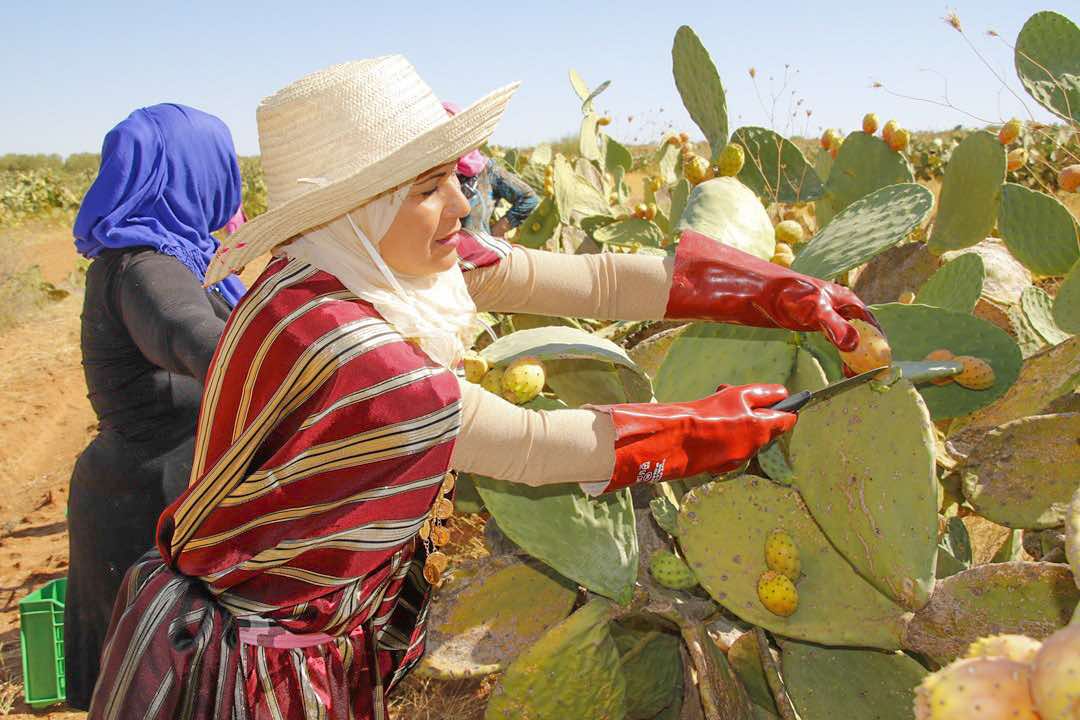 D’un fruit marginalisé à une filière stratégique : l’ascension agro-industrielle du cactus tunisien