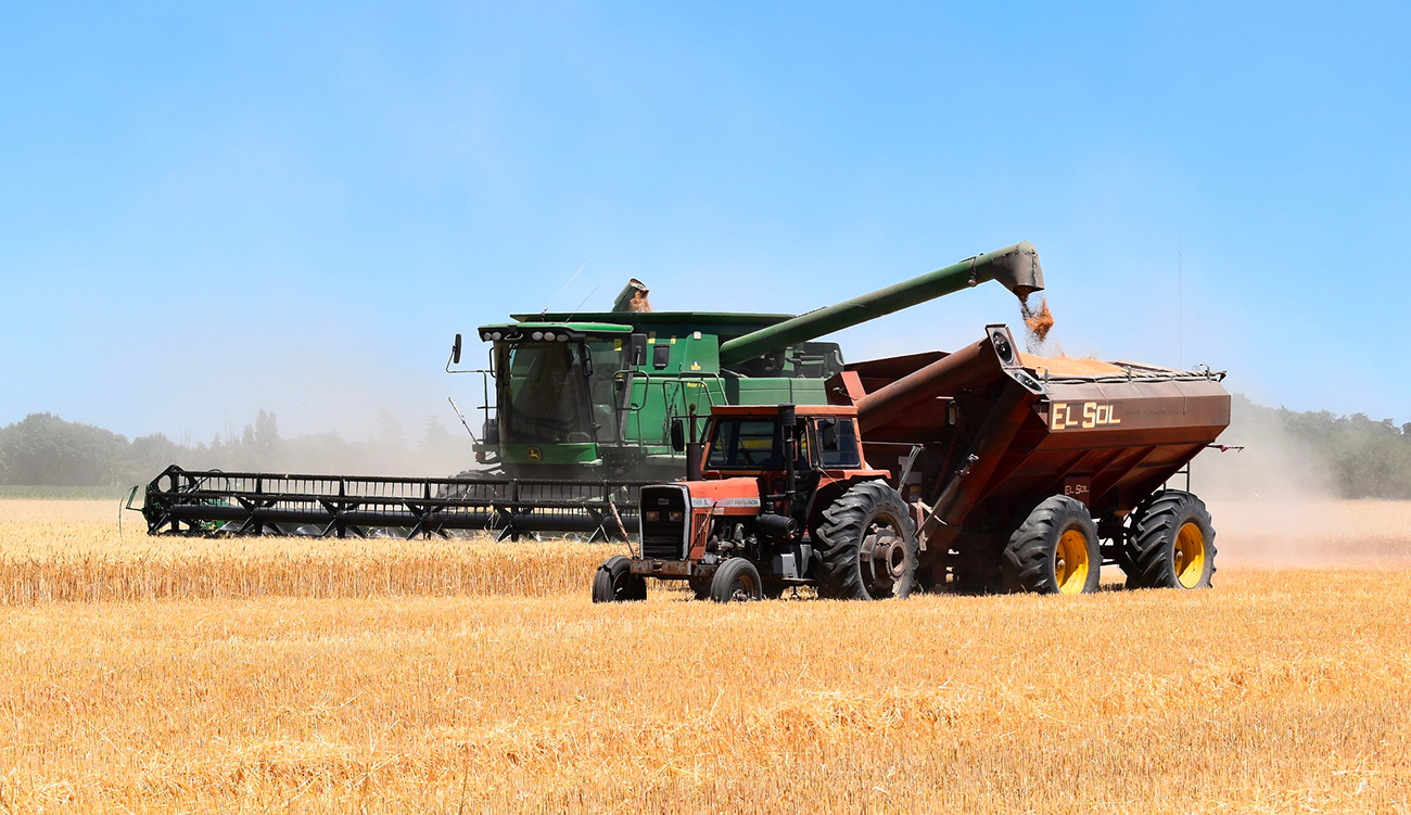 Une récolte céréalière prometteuse: les prévisions tablent sur  une production dépassant 19 millions de quintaux