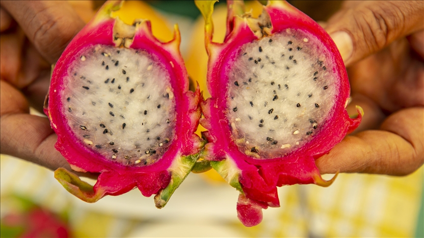 Tunisie : Succès confirmé de la culture du fruit du dragon dans plusieurs régions
