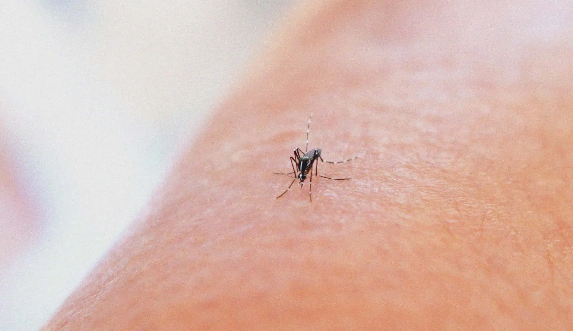 Aucun cas de Chikungunya détecté en Tunisie, selon un expert en virologie