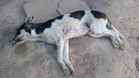 Violente agression d’un chien à Sousse : l’auteur placé en détention provisoire