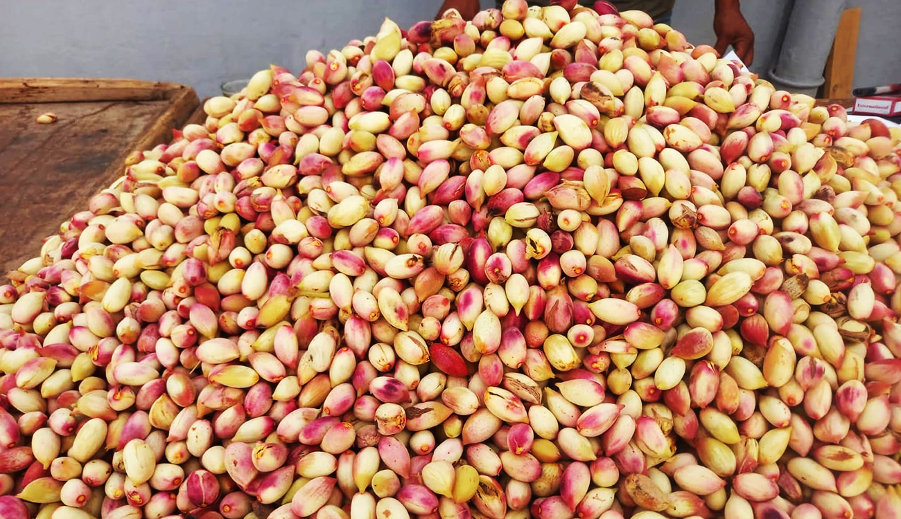 Pistache de Gafsa : Un produit d’exception qui cherche son cap