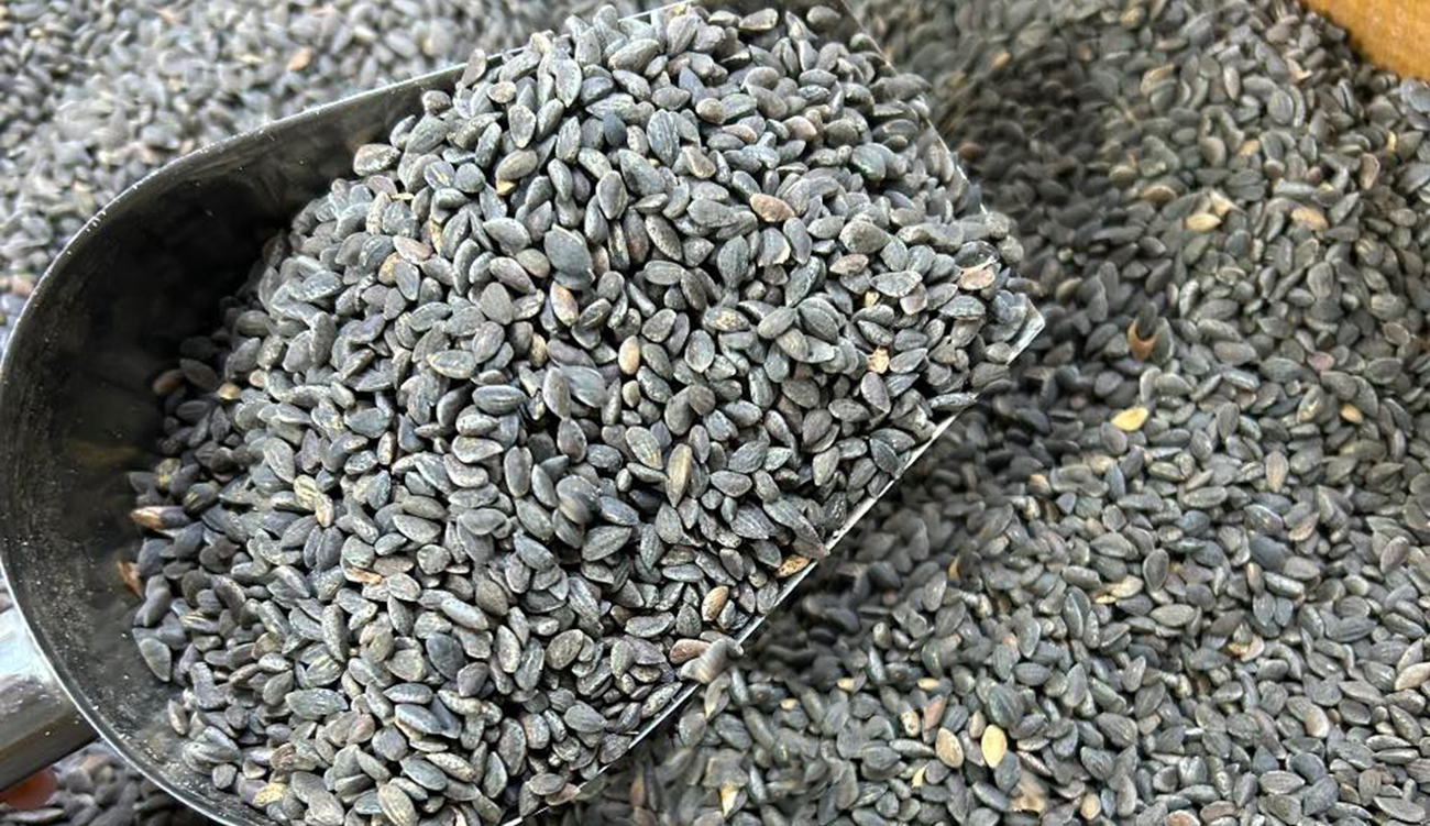 A l&rsquo;occasion du Mouled : Le «zgougou» sur un  nuage