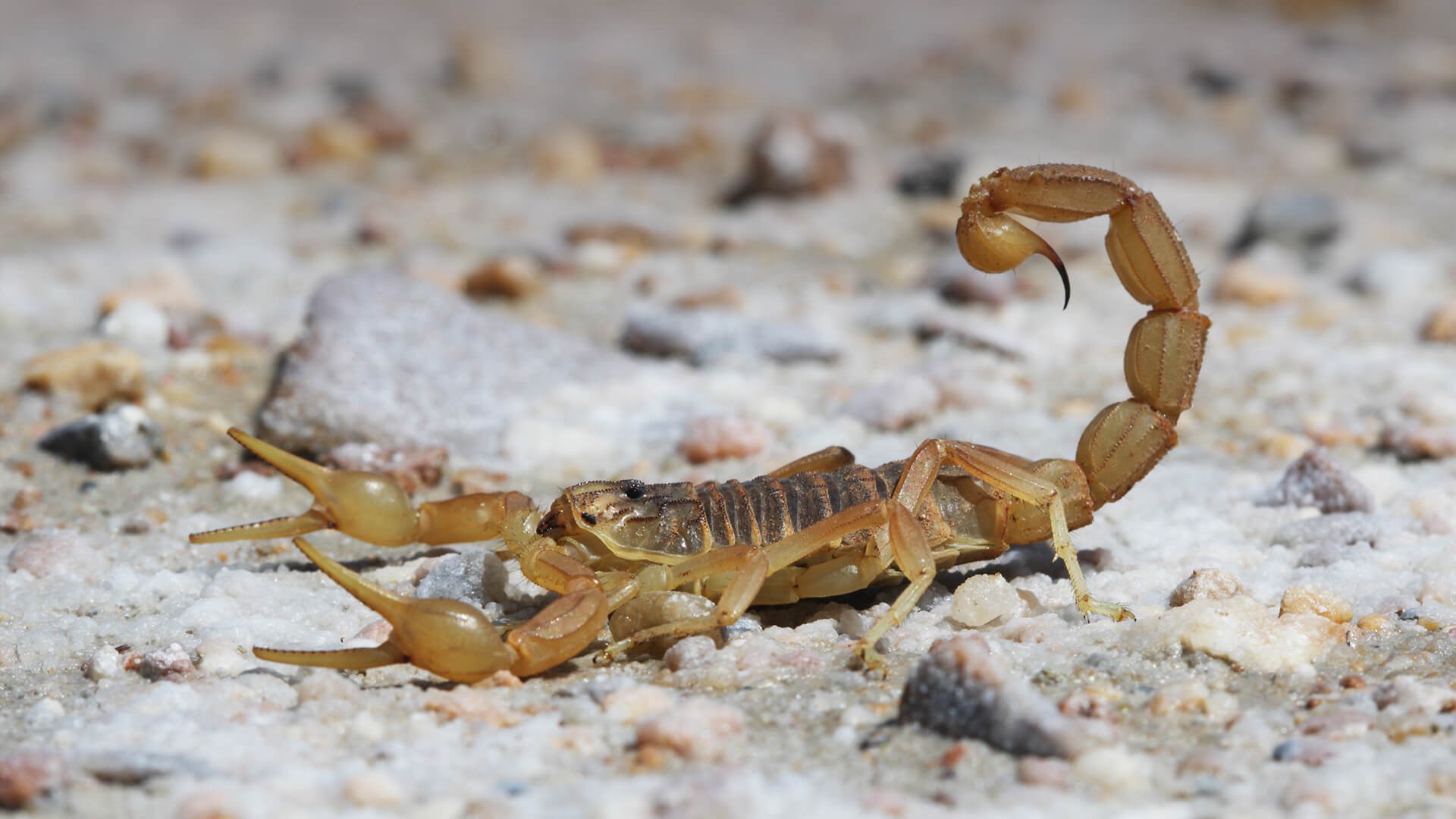 Mahdia: Une femme enceinte de jumeaux succombe à une piqûre de scorpion