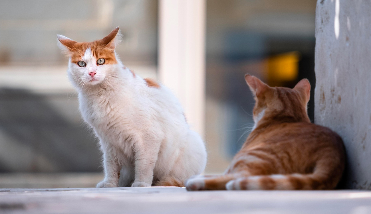 Tunis : 15 jours de prison pour la femme ayant...