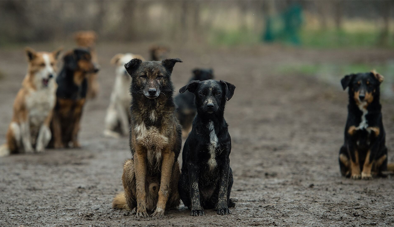 Prolifération des chiens errants : jusqu’où ira le risque ?