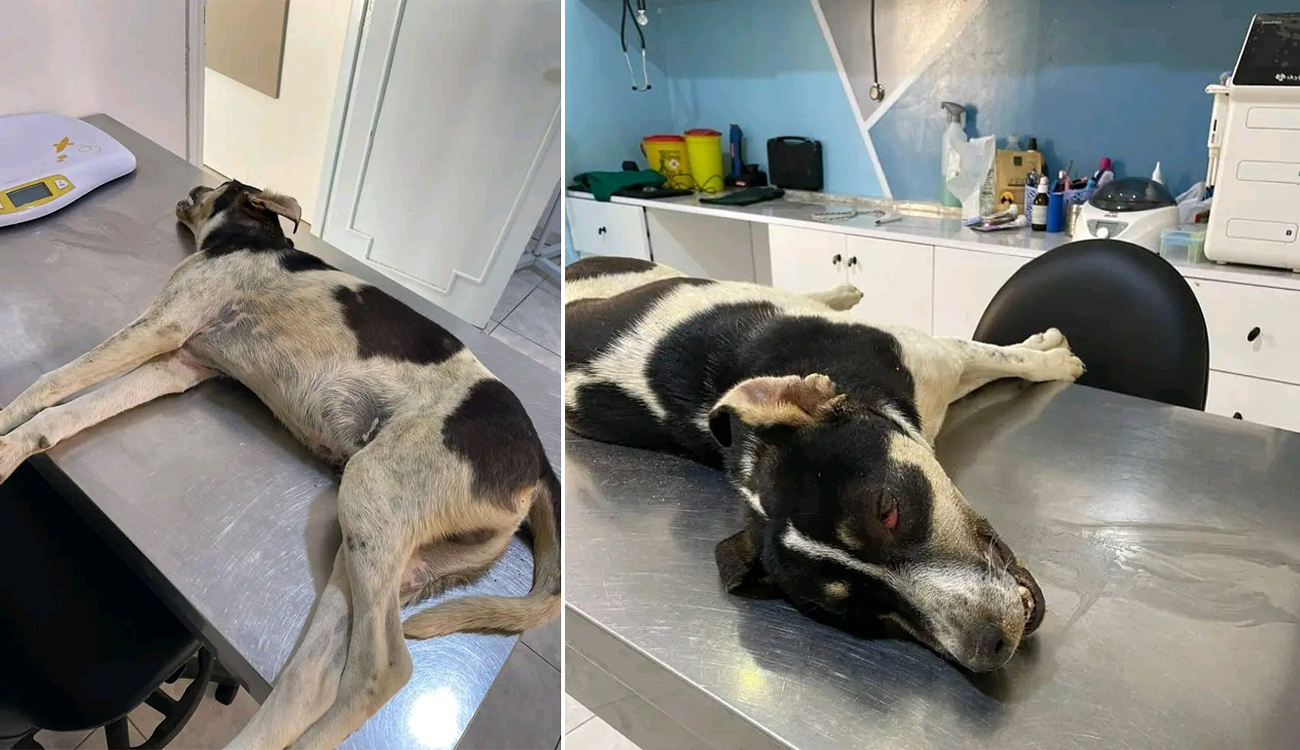 Sousse : refus de libération provisoire pour l’agresseur d’un chien