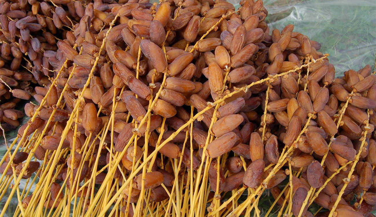 Tozeur : Un marché des dattes pour briser  le monopole des intermédiaires ?