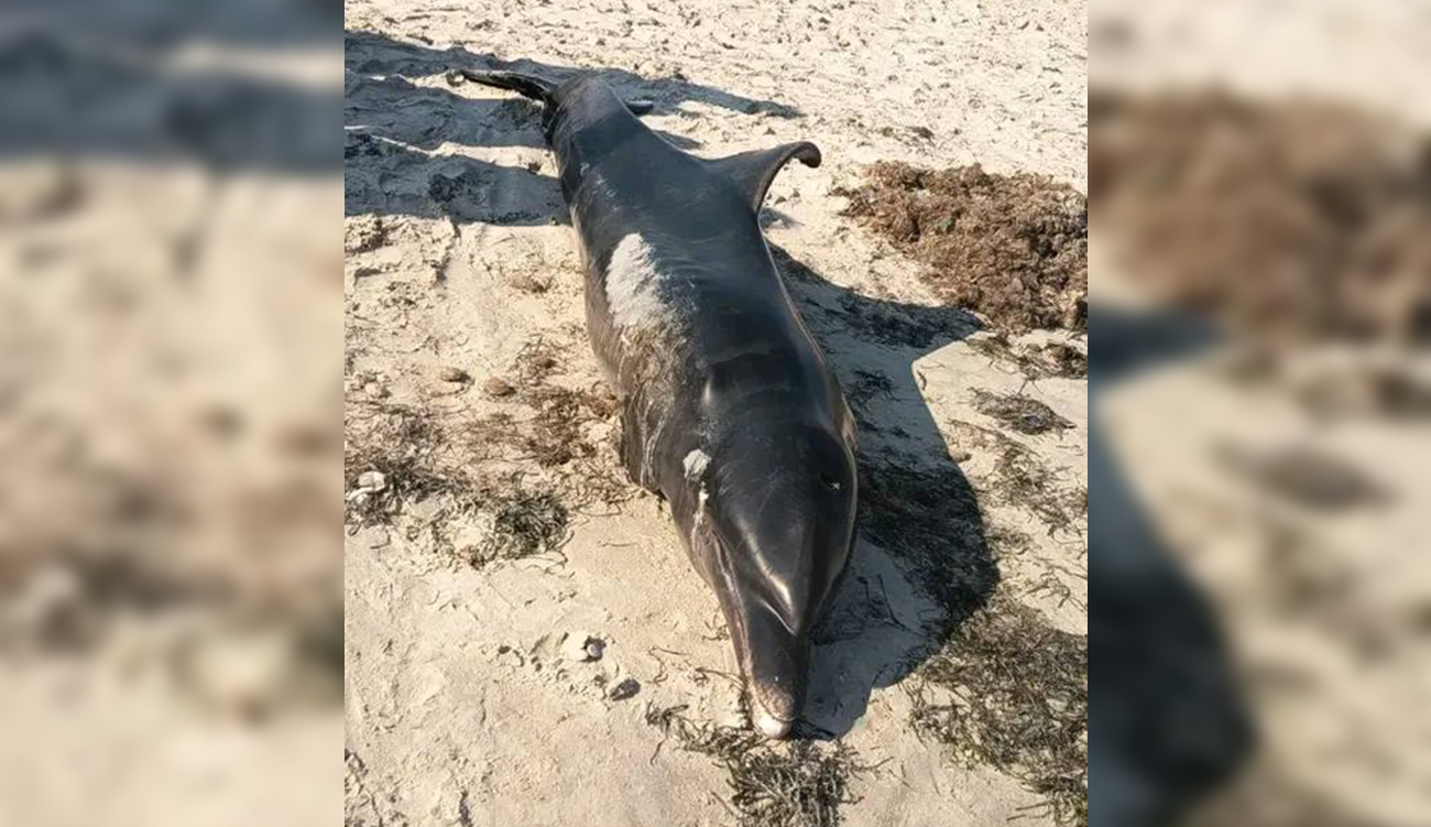 Nabeul : Un dauphin retrouvé mort sur une plage de Soliman