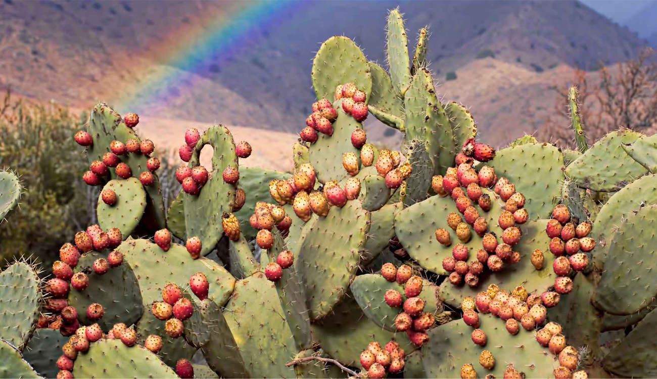 Kasserine, leader national de la figue de barbarie avec 250 mille tonnes récoltées