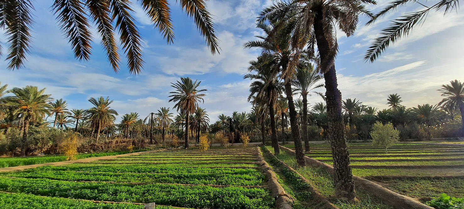 Gabès : face au système oasien en péril, l&rsquo;Union régionale de l&rsquo;agriculture réclame l&rsquo;intervention du ministère