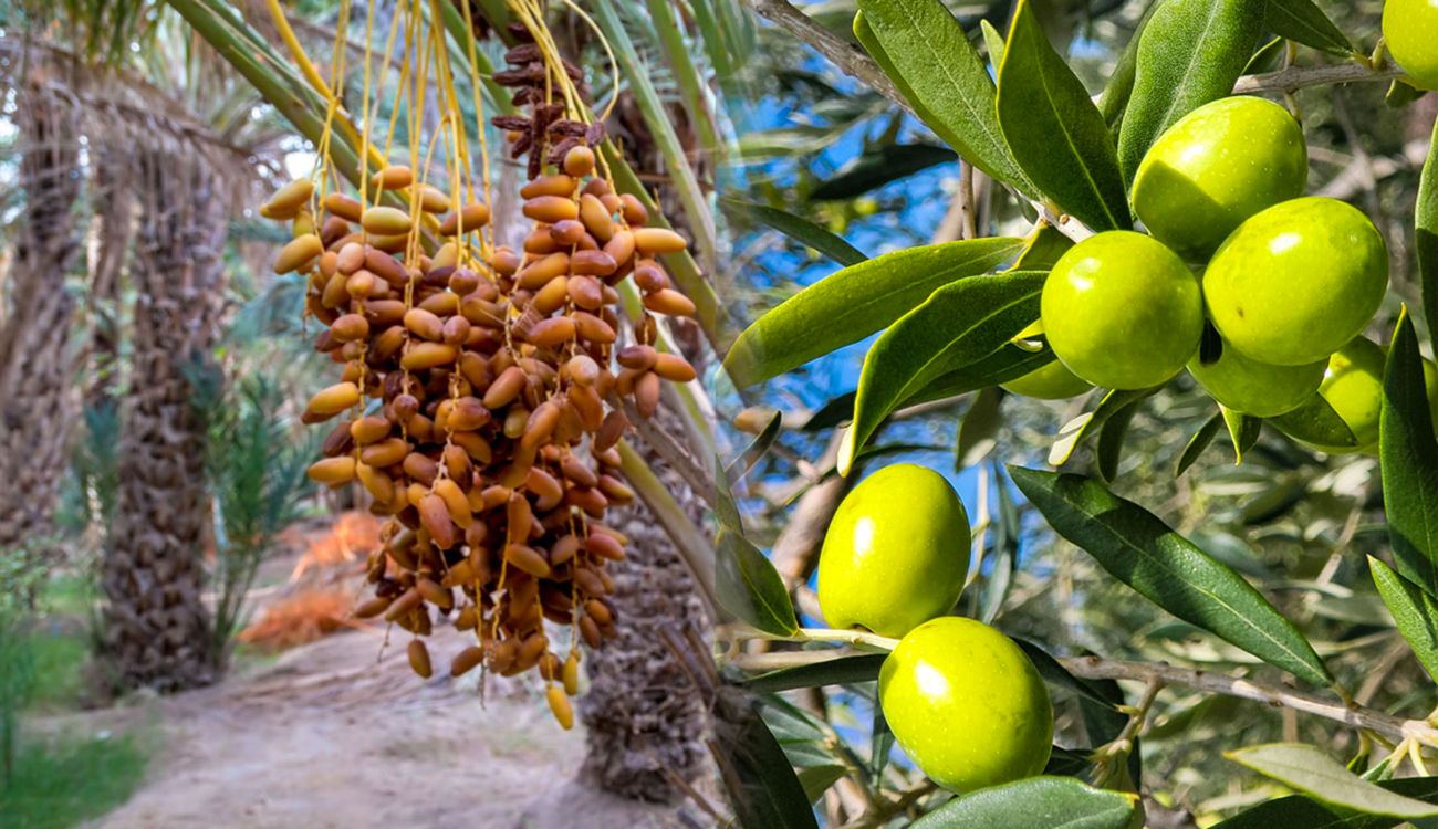 L’huile d’olive et les dattes tunisiennes à la conquête de l’Asie et de l’Amérique