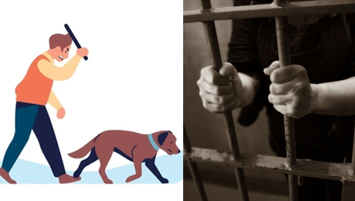 Tunisie : jusqu’à 5 ans de prison pour toute agression contre un animal, une nouvelle loi en préparation