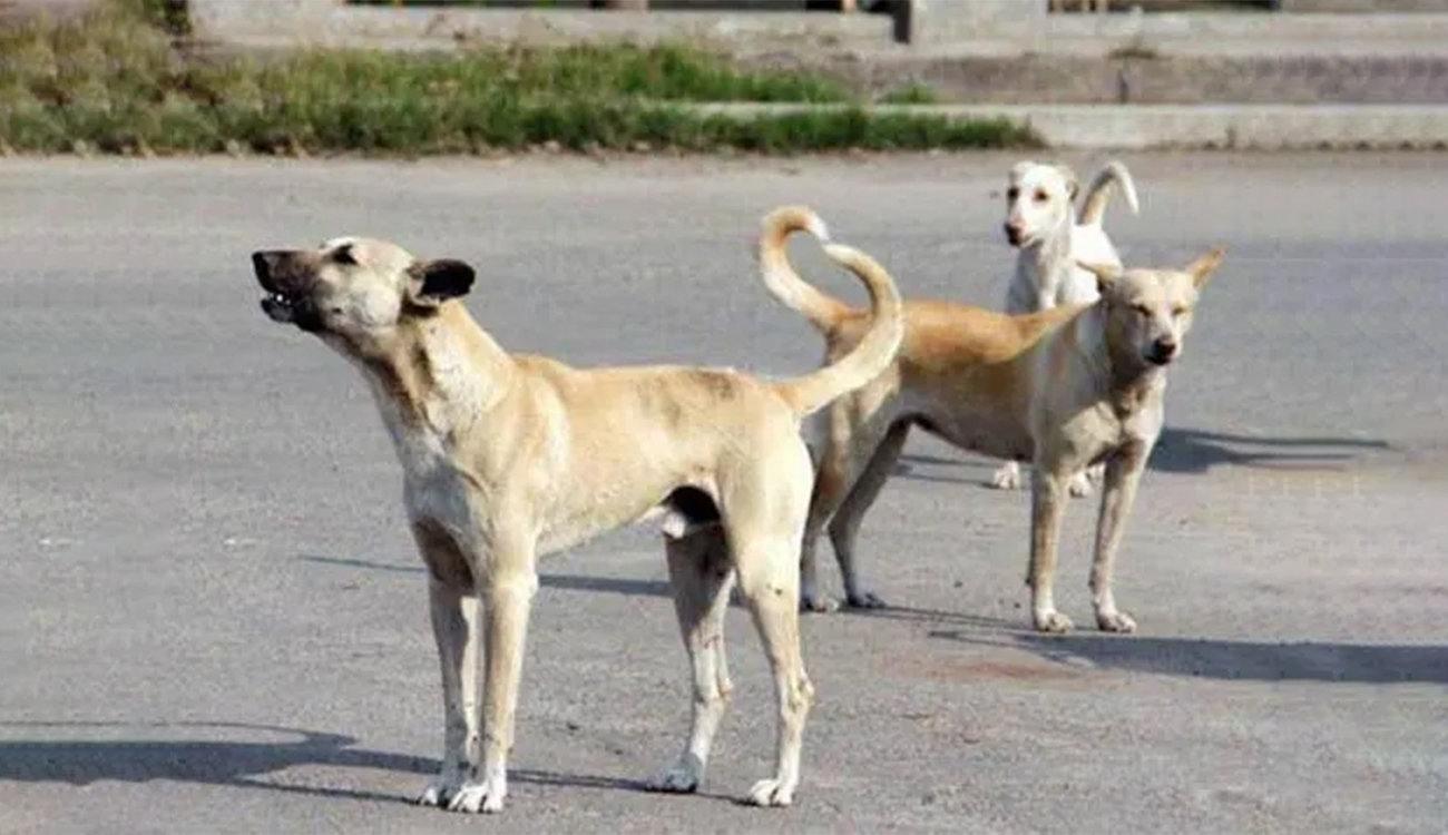 Grand-Tunis : Mise en place d’un plan pour l’élimination des...