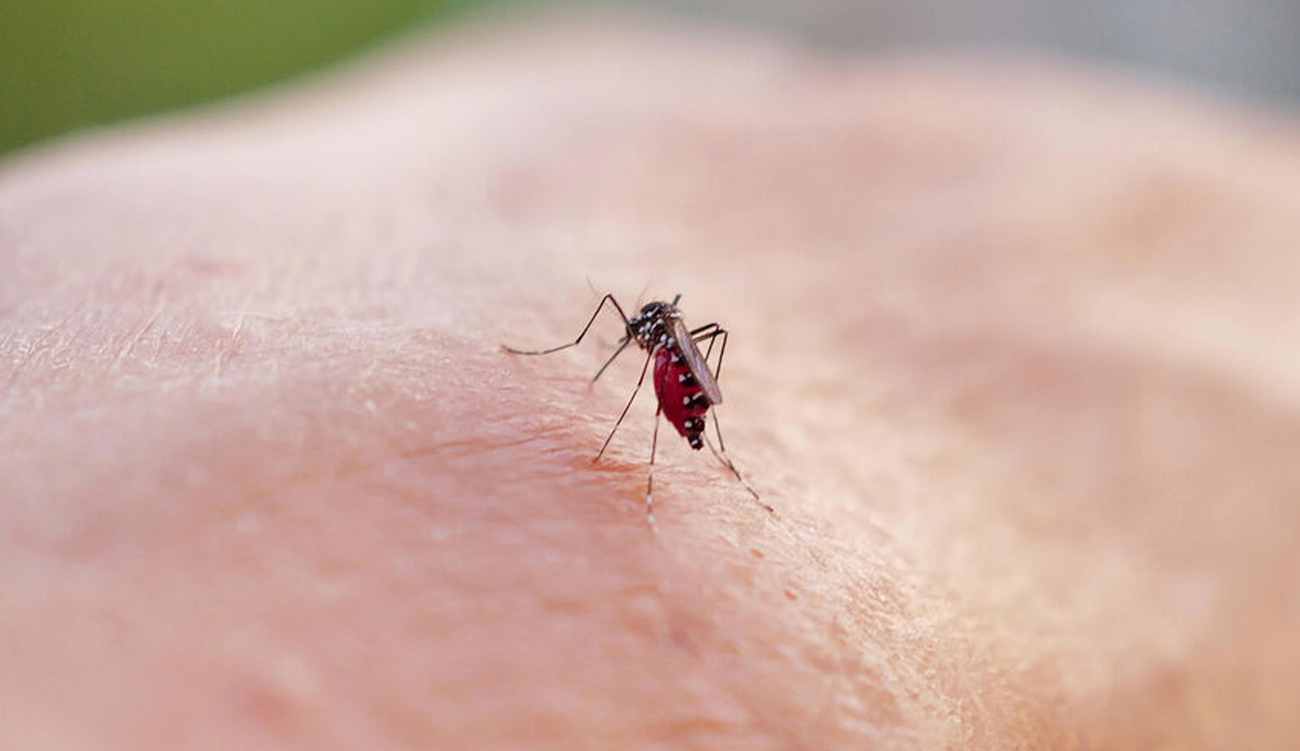 Sud de la Chine: des moustiques tigre causent 1700 cas de fièvre