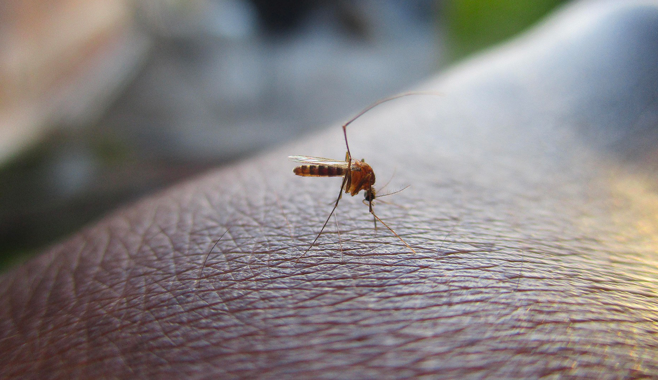 Kalaâ El Kbira : un jeune homme hospitalisé suite à une piqûre de moustique