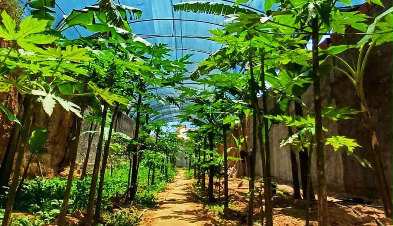 Gafsa : Le pari fou d’une oasis tropicale sous la terre
