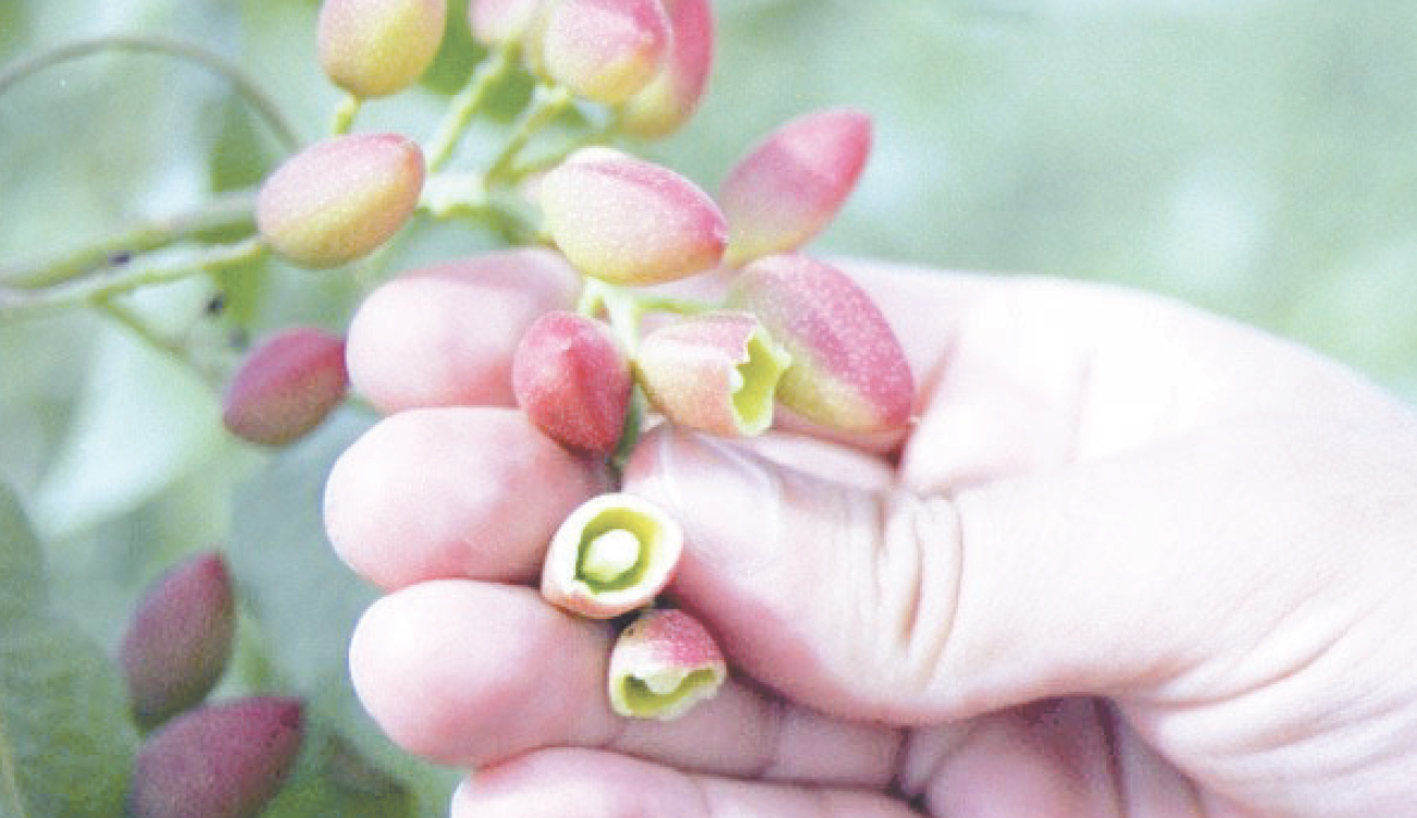 Gafsa : Un projet pilote pour transformer les pistaches en levier économique