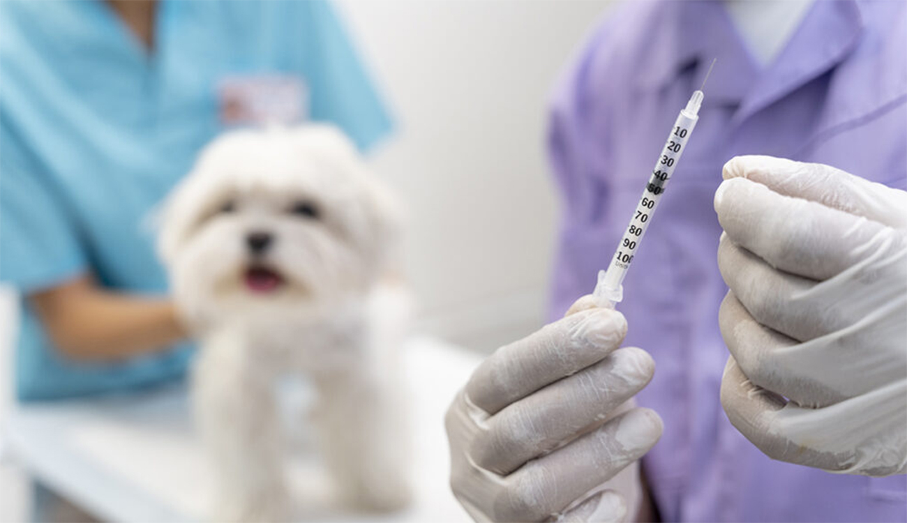 Dimanche, campagne de vaccination gratuite pour les chats et les chiens à Ezzahra et Ben Arous