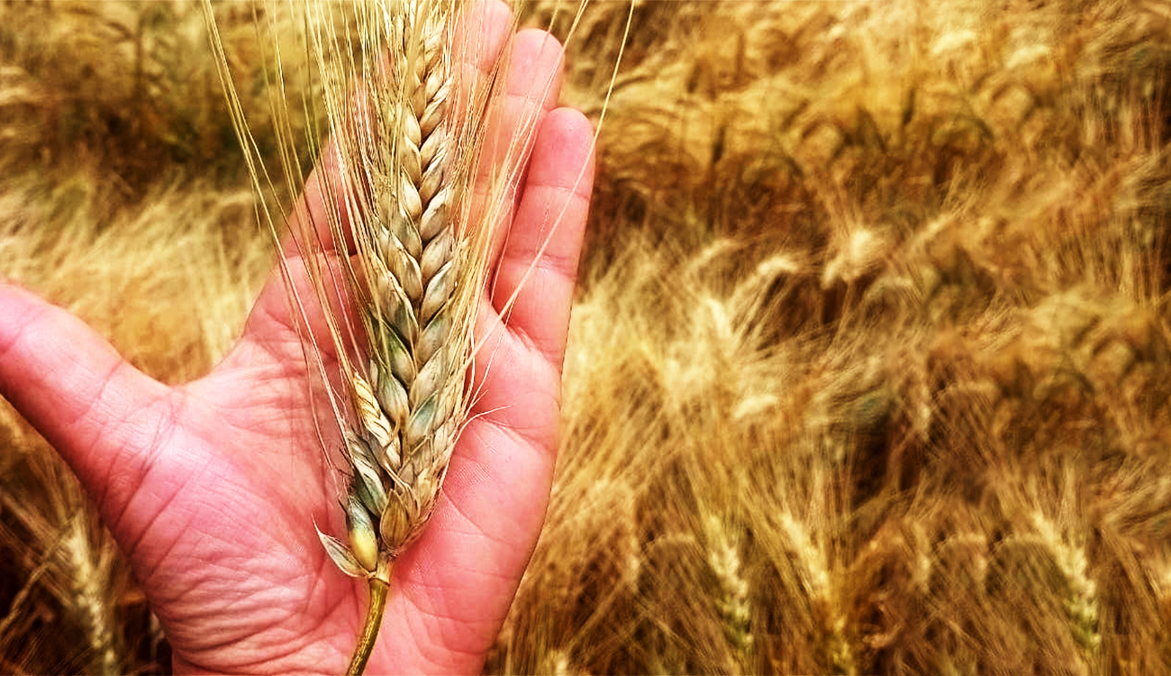Démarrage en demi-teinte de la nouvelle campagne céréalière : On ne badine pas avec notre pain !
