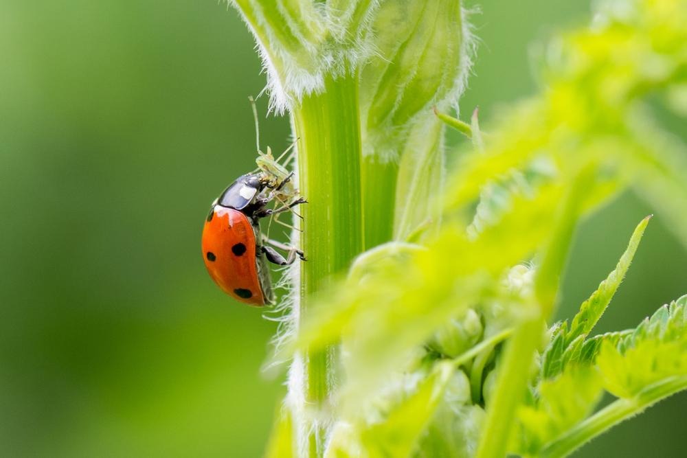 Kasserine : 27 500 coccinelles dispersées pour renforcer la lutte contre la cochenille du cactus