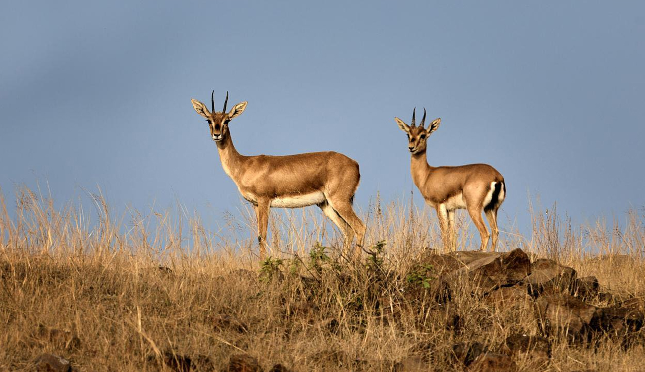 Tunisie : Trois gazelles Rhim transférées de Médenine à Sfax pour repeuplement