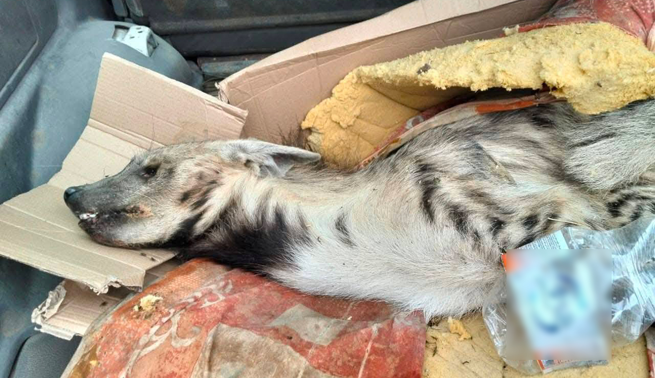 Hyène rare exploitée pour la magie noire : Neuf arrestations à Grombalia