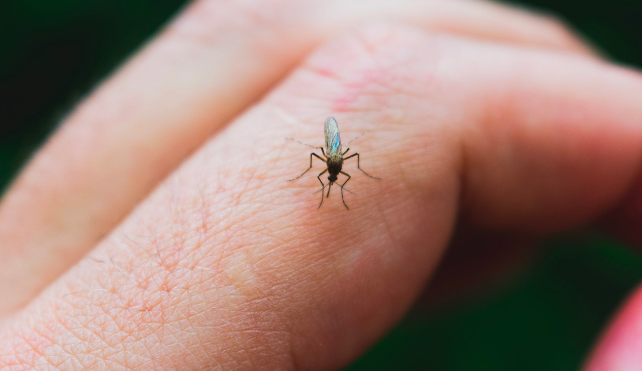 Maladies transmises par les insectes : le ministère de l&rsquo;Agriculture présente une série de recommandations
