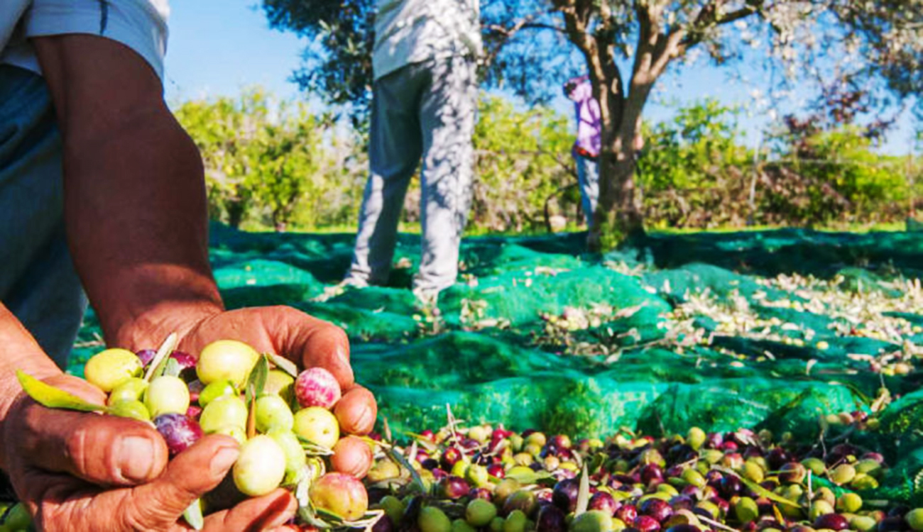 Zarzis : Campagne oléicole 