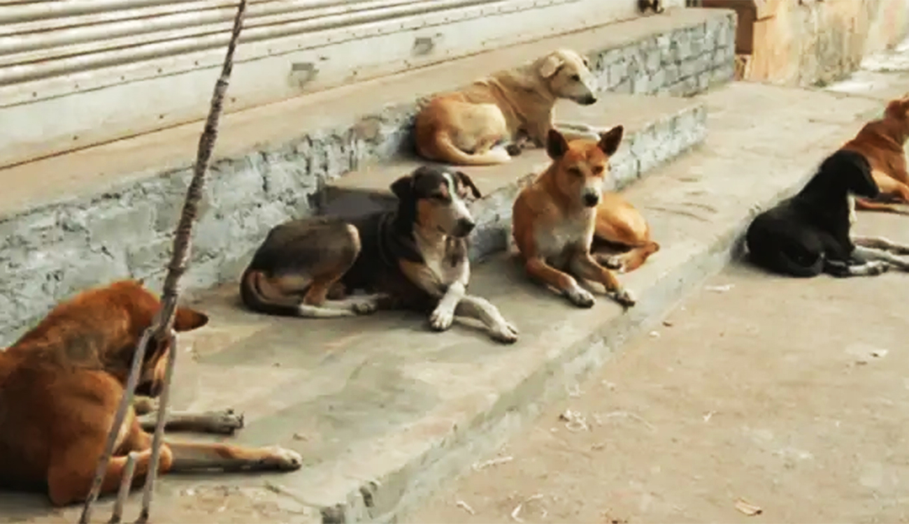 Lutte contre la rage : La vaccination ne suffit pas à elle seule !