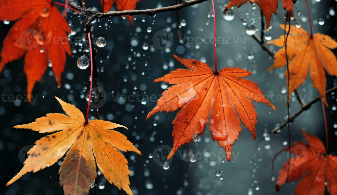 INM : Jusqu’à 40 mm de pluie attendus dans plusieurs gouvernorats tunisiens