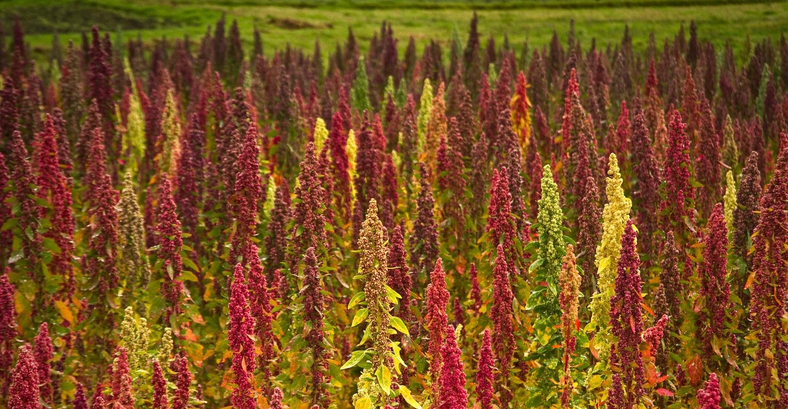Le Quinoa, l’Or des Andes, cultivé en Tunisie face à...