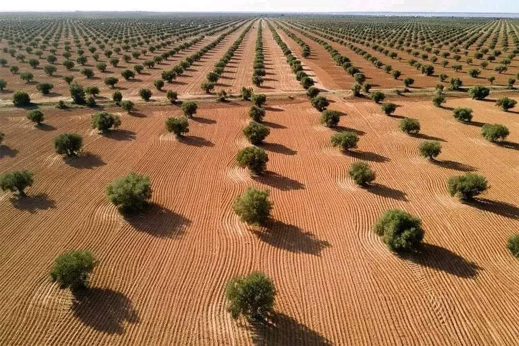 Henchir Chaâl accueille une visite internationale pour promouvoir l’huile d’olive...