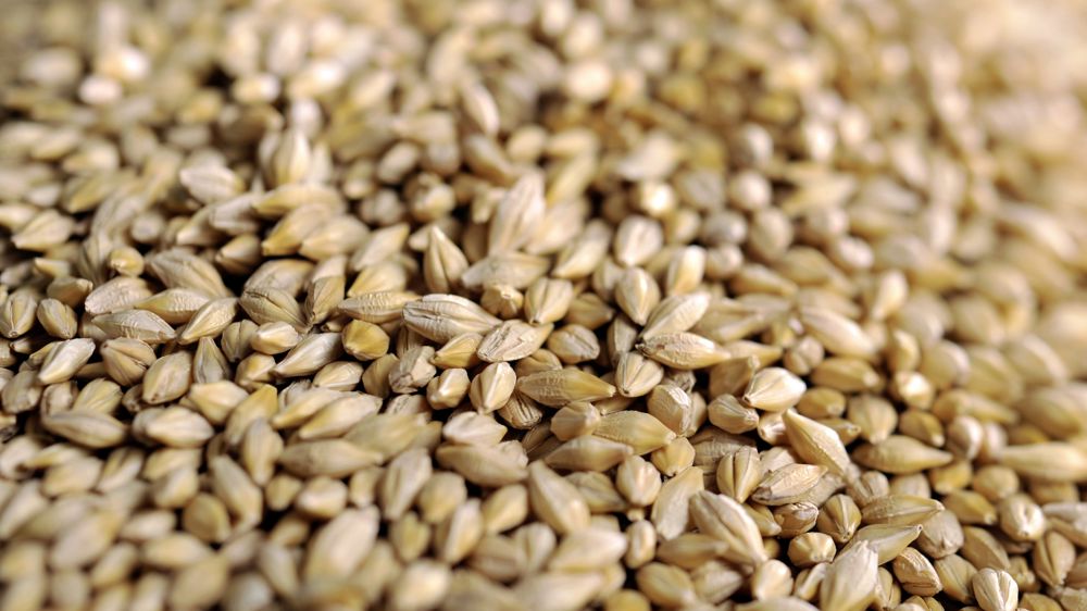 La Tunisie achète 75 000 tonnes d’orge fourragère sur le...