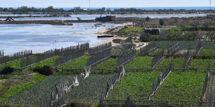 Ghar El Melh : Les cultures Ramli, patrimoine agricole mondial...