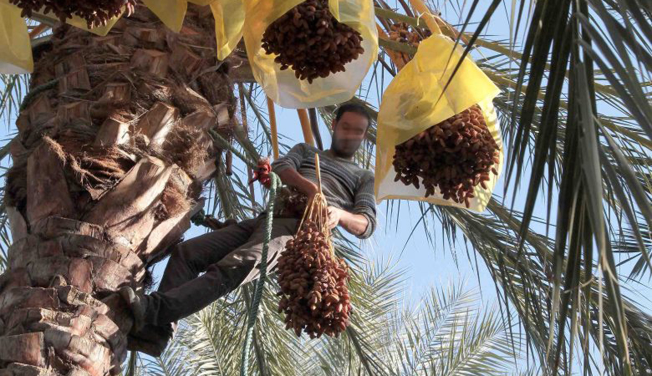 Kébili : Une moisson sucrée de dattes